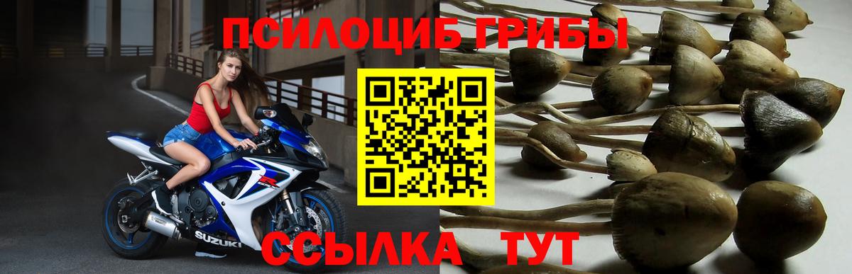 Камышин  Галлюциногенные грибы Psilocybine cubensis  Вход с VPN  Галлюциногенные грибы мухоморы 